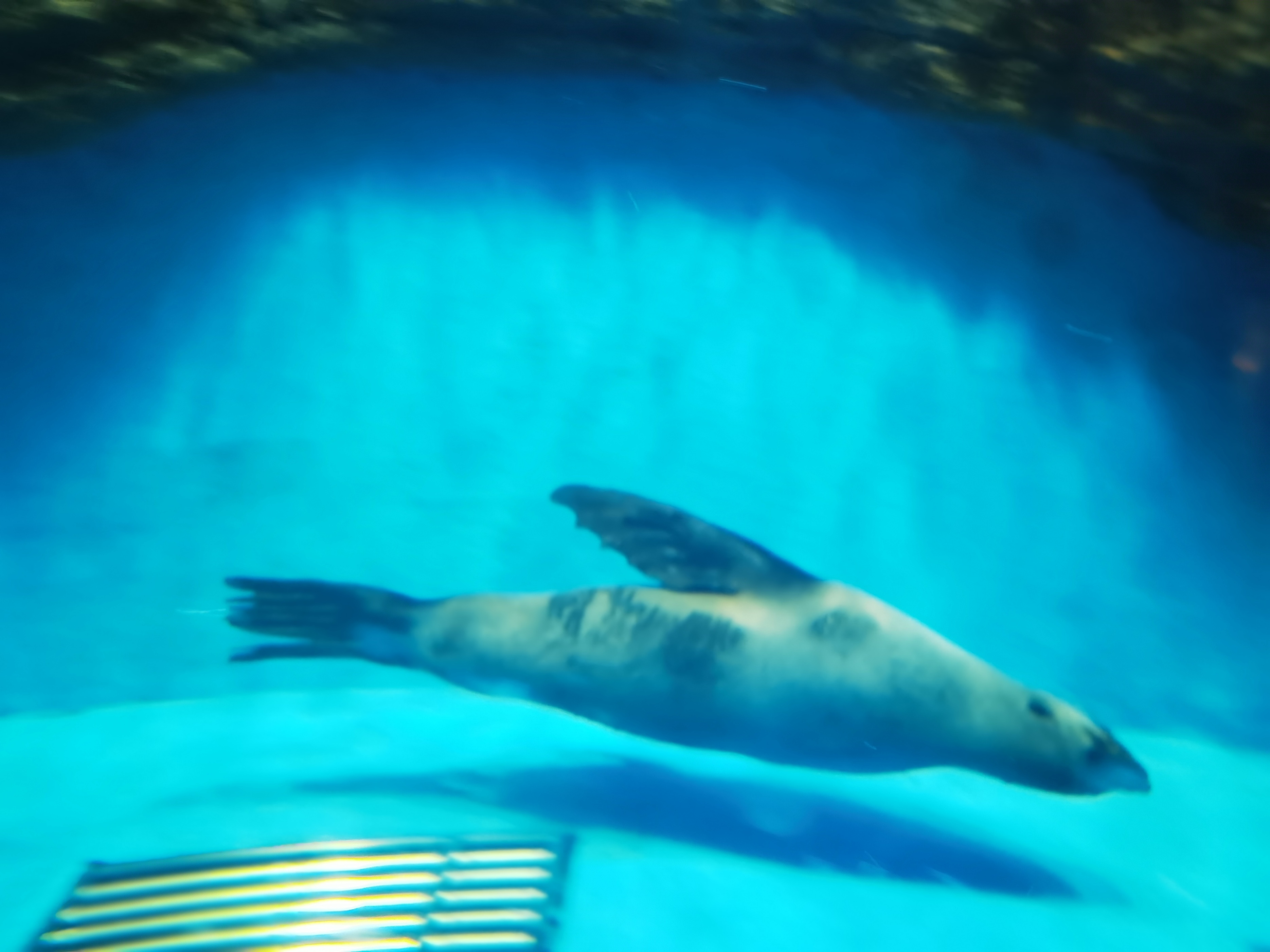 寿光极地海洋游记,五一寿光海洋极地世界