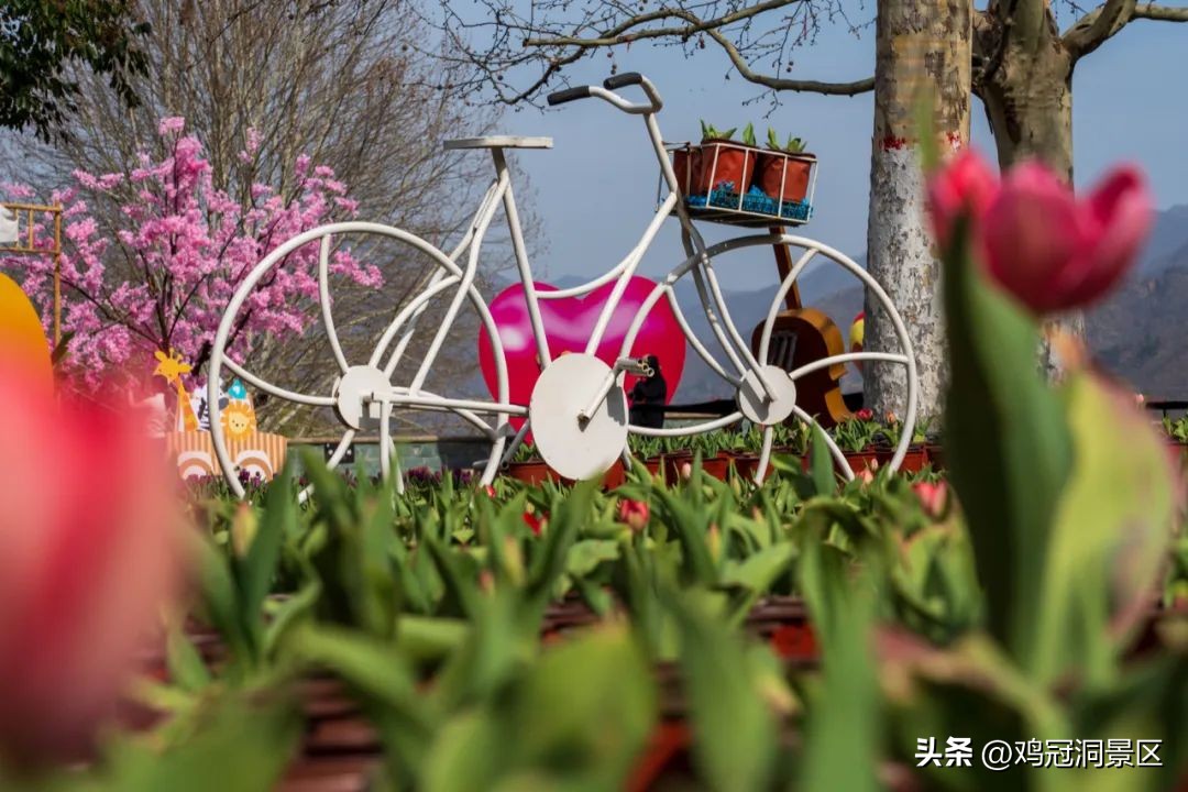 郁金香花的花语和寓意,郁金香玫瑰花语是什么