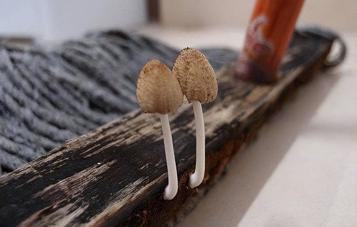 小暑大暑有什么习俗,小暑这天的讲究习俗和忌讳