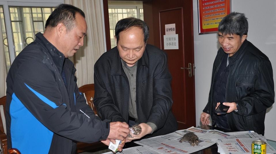 广东老太太捡了一只猫,广东老太上山捡了只小猫