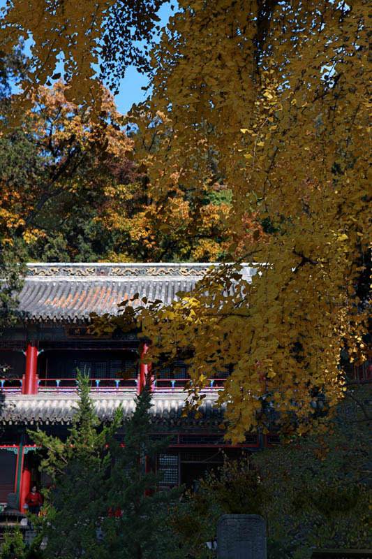 一文搞懂中药的命名,方丈和住持都是什么