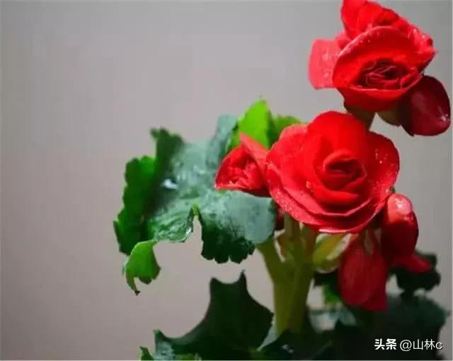 各种各样的鲜花尽情开放争芳斗艳,各种颜色的鲜花开得好美丽动人