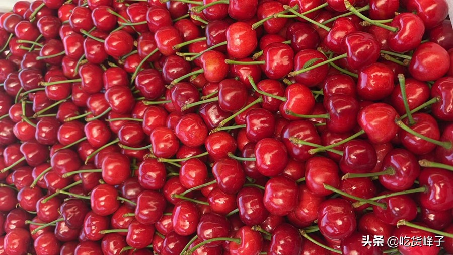 车厘子和大樱桃叶子区分,车厘子和樱桃分不清