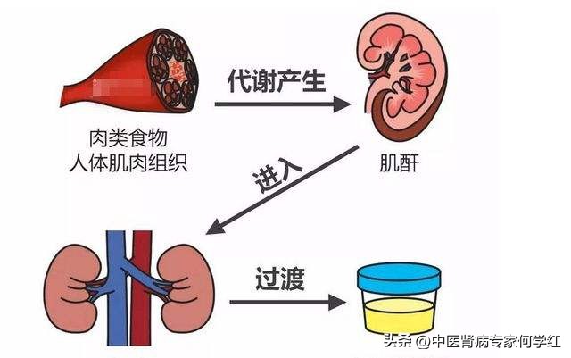 降肌酐最好的方法大全,降肌酐最快最有效的方法