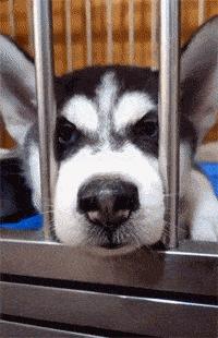 普通家庭不建议养这几种狗,不管养什么狗都要记住这7条忠告