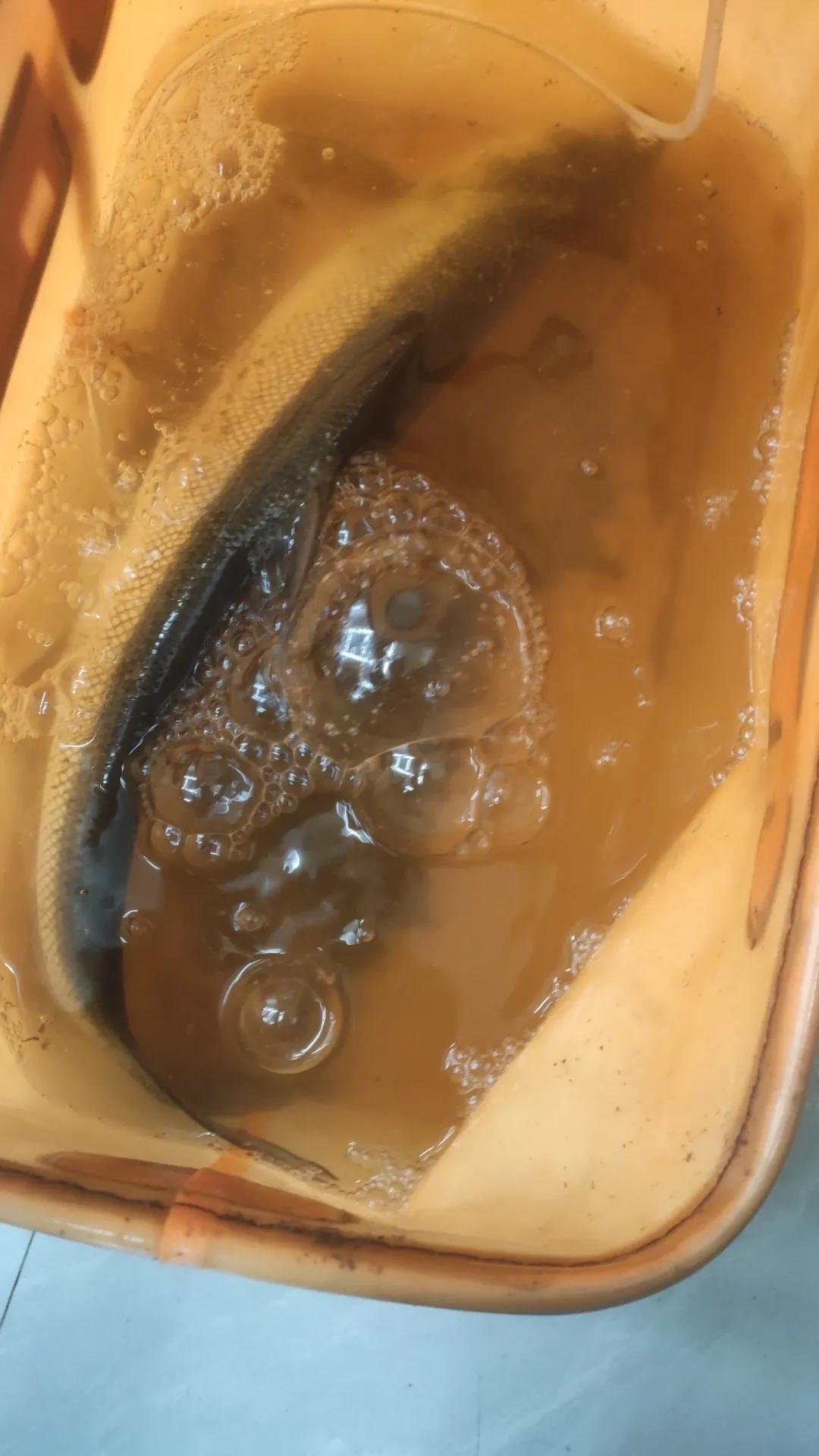 水库路亚翘嘴的诀窍,冬季路亚翘嘴鱼方法