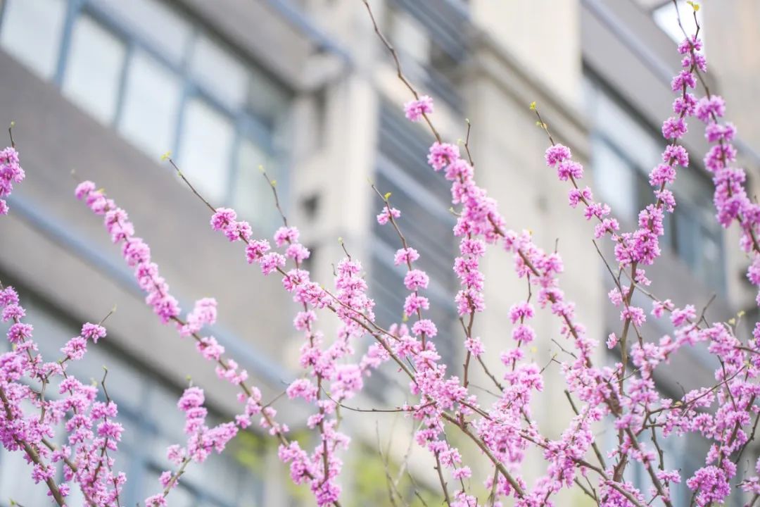 浙江大学中国最美校园,浙江大学玉泉校区校园