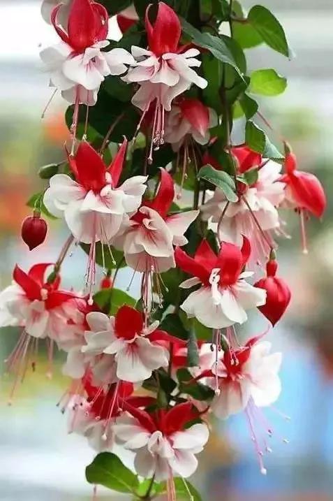 分享图片温暖大图,倒挂金钟花唯美视频