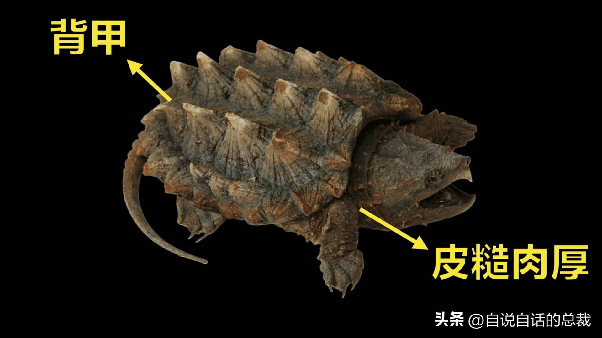 龟蛇大战,龟蛇大战故事