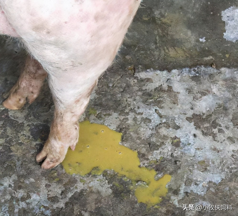 母猪产后拉稀便怎么回事,母猪腹泻拉稀的最佳治疗方法