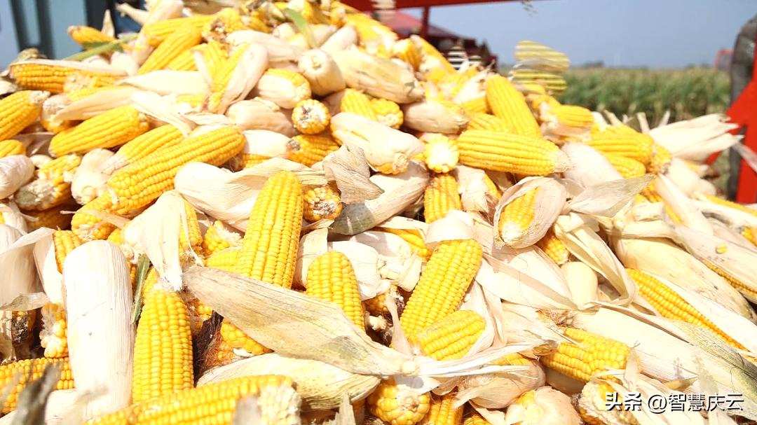 今年农户玉米亩产量,山东德州地区种啥玉米高产