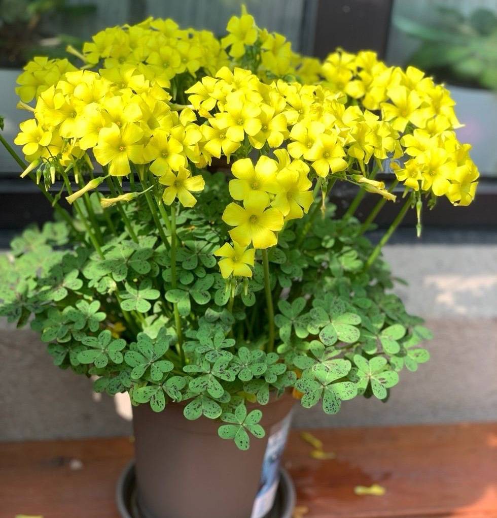 立夏已过进夏季,立夏已至百花齐放