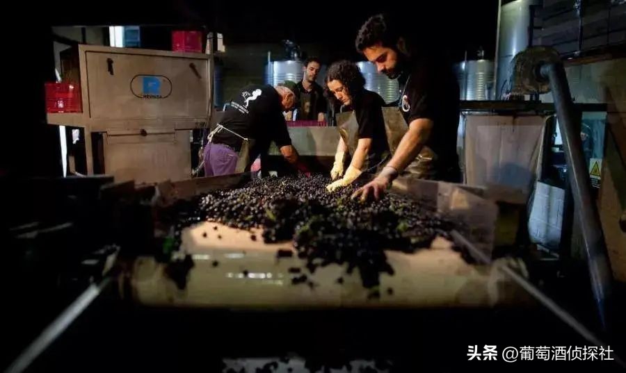 正宗葡萄酒酿造法,葡萄酒酿造步骤精简