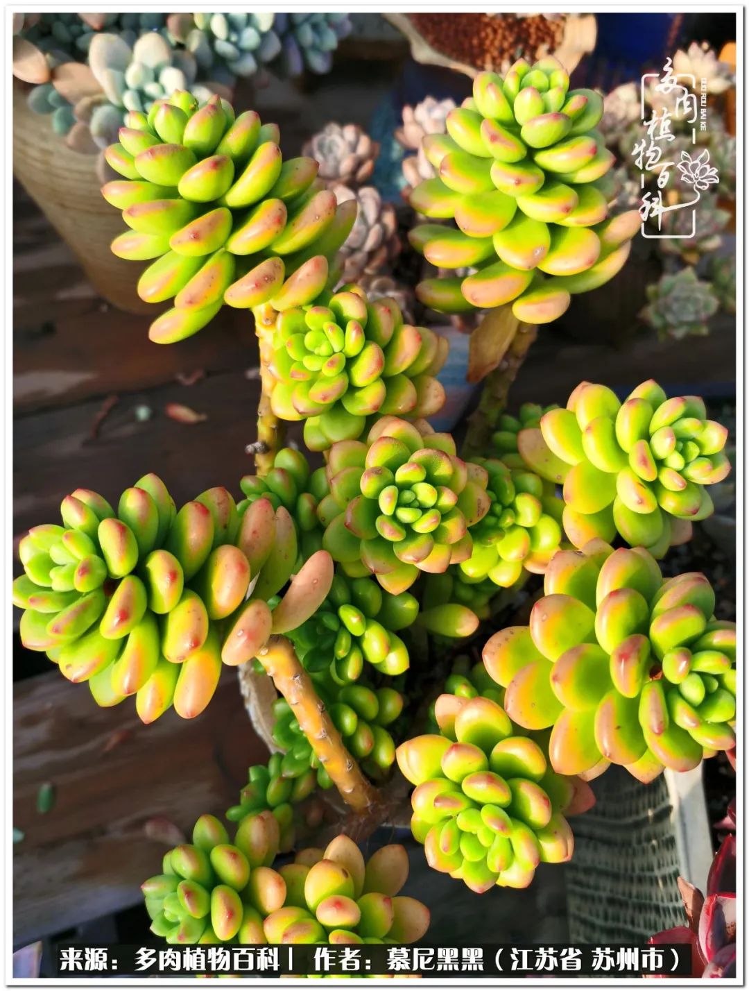 生活需要三分甜,生活需要一半禅意一半烟火