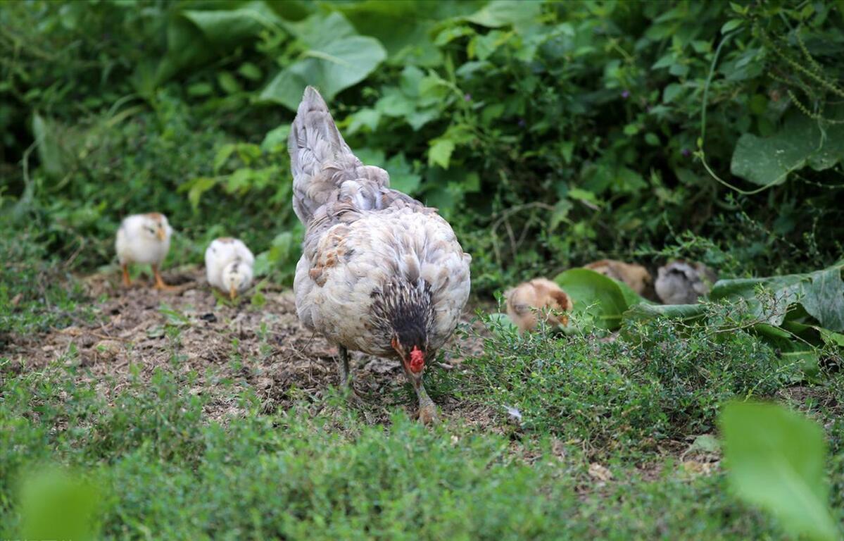 冬季蛋鸡饲养管理需要注意些什么,海兰褐商品代蛋鸡饲养管理手册