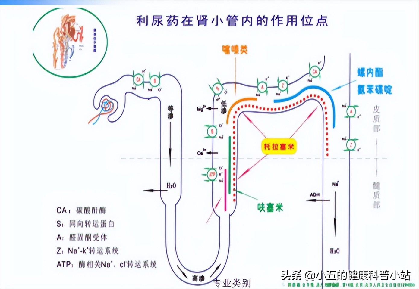 慢性心衰能长期服用螺内酯吗,心衰患者螺内酯的用法