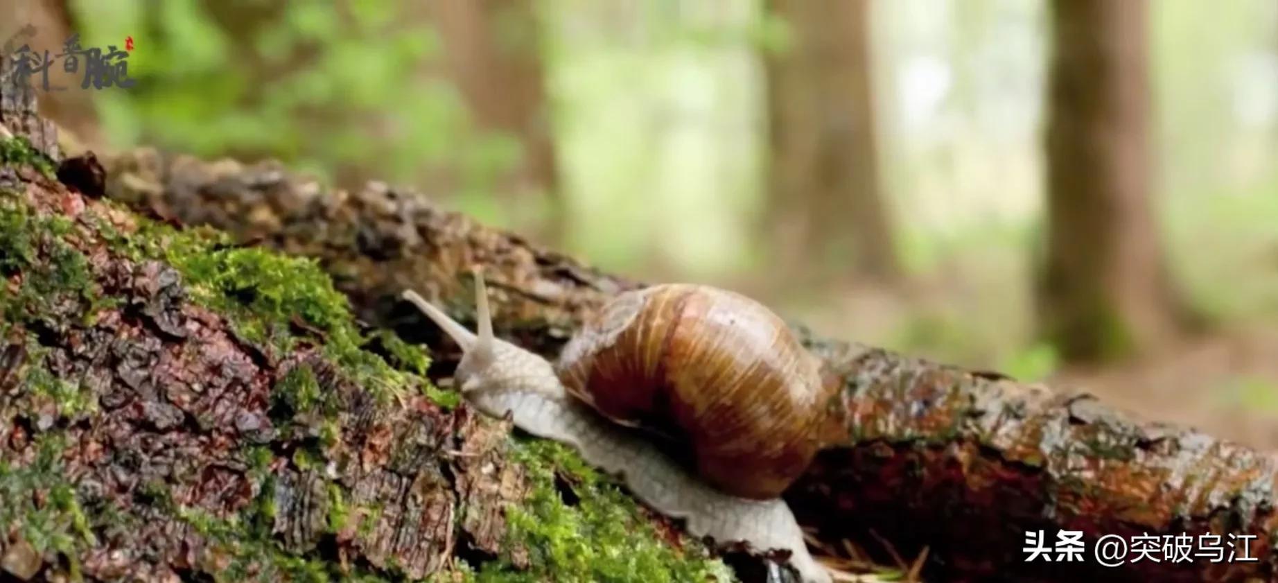 非洲大蜗牛在中国泛滥成灾，非洲人年吃15000吨，中国人不敢吃？