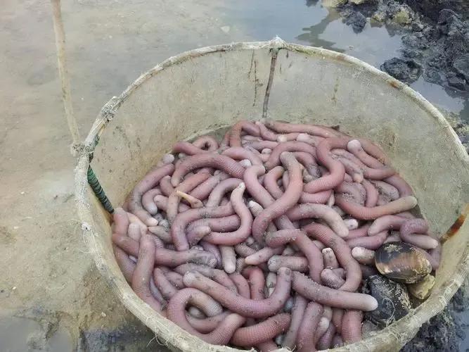 有你敢下嘴的吗？