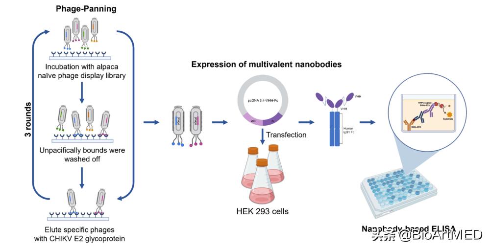 基孔肯雅热病毒是什么,基孔肯雅病毒要多久治好