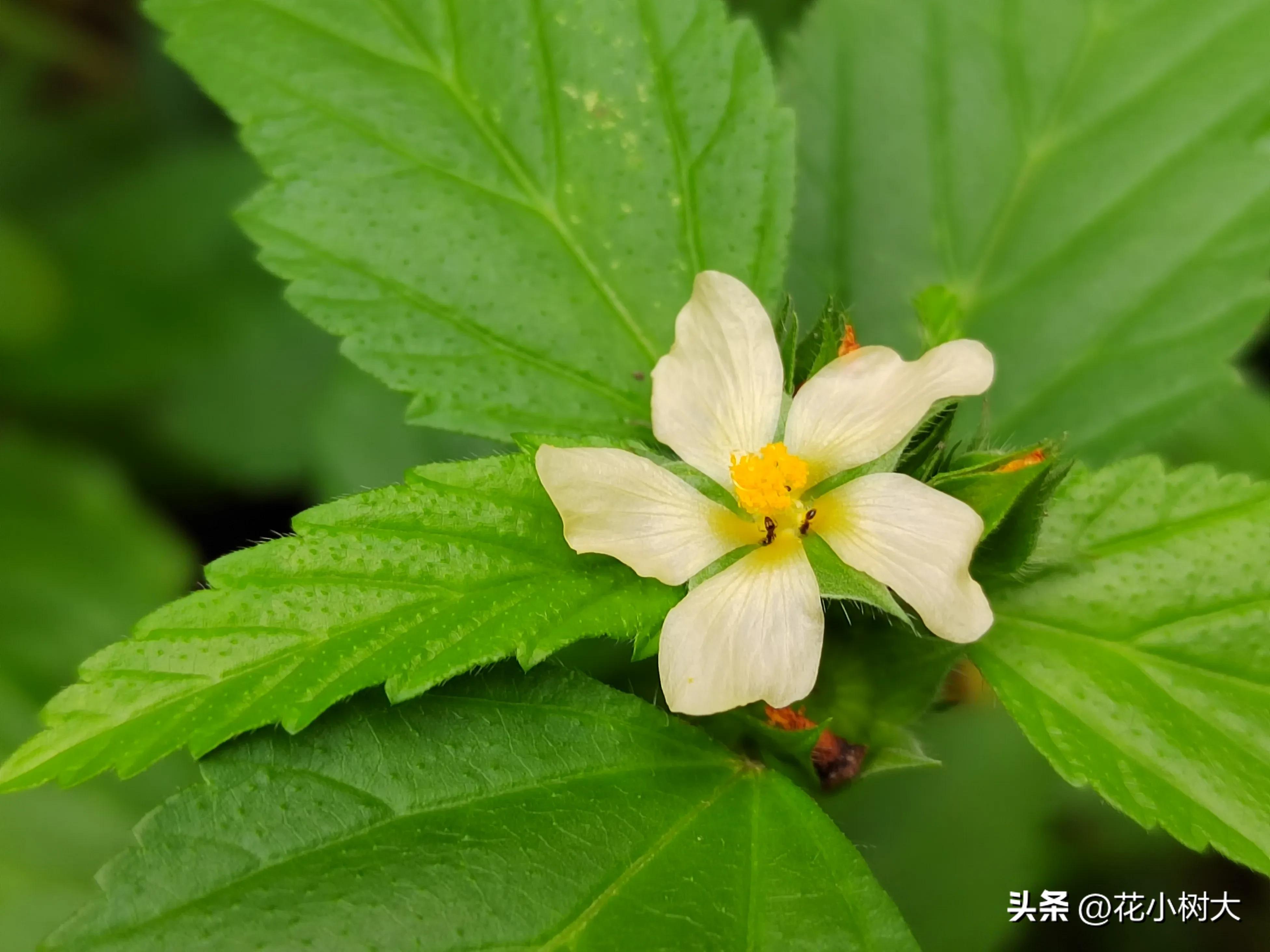 植物图鉴菊花,植物视频实拍
