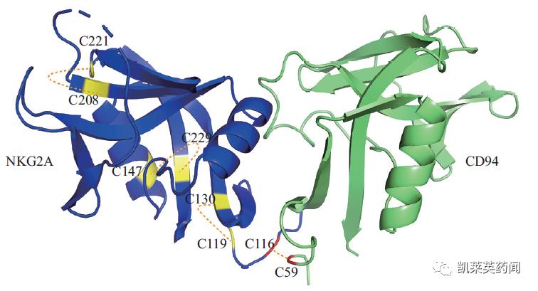 阿斯利康暂停INTERLINK-1试验……NKG2A药物研发何去何从？