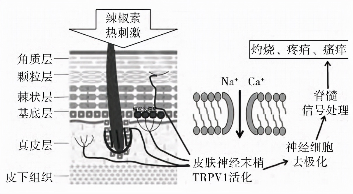 舒缓功效的成分,舒缓功效测试