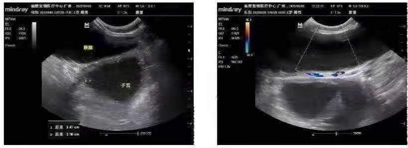 你所不在意的子宫蓄脓，将在多年后找上你家狗狗