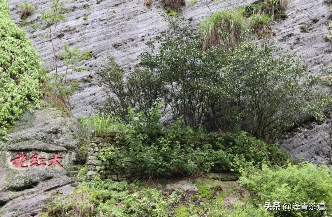 “自古名寺出名茶”，什么样的茶才能称为禅茶呢？