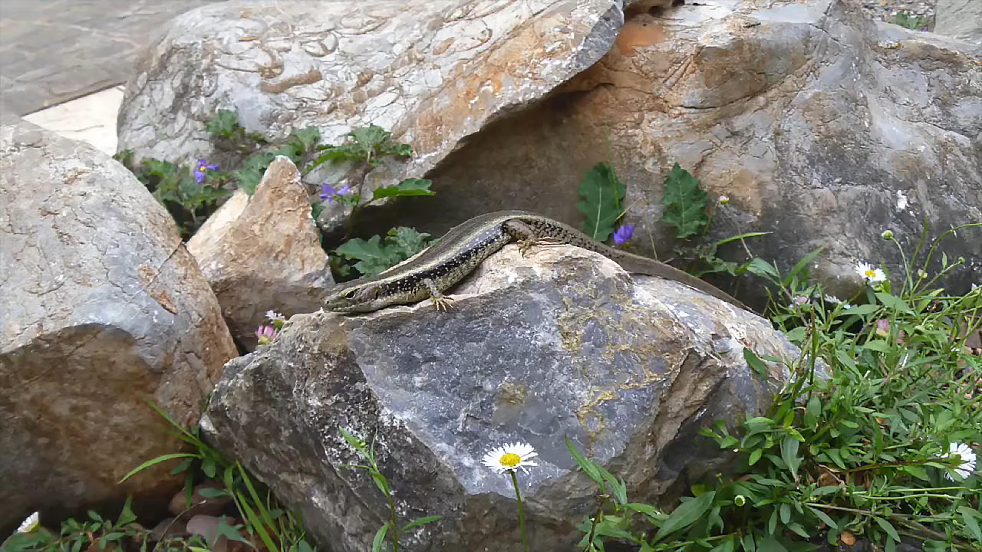农村常见的蛇的克星,狗母蛇农村里有吗