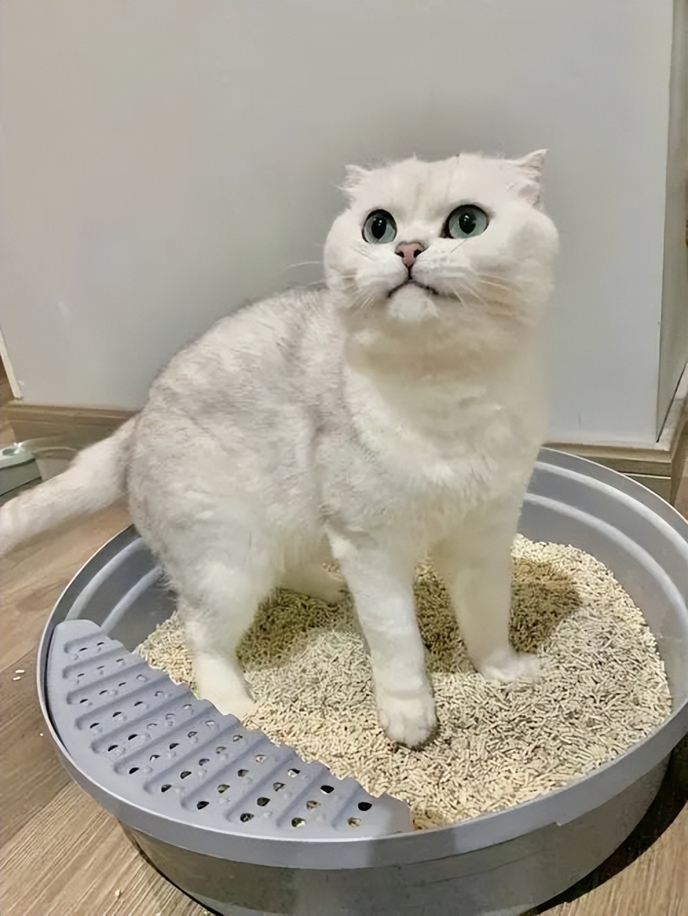 劣质猫砂熏眼睛吗,劣质猫砂的危害