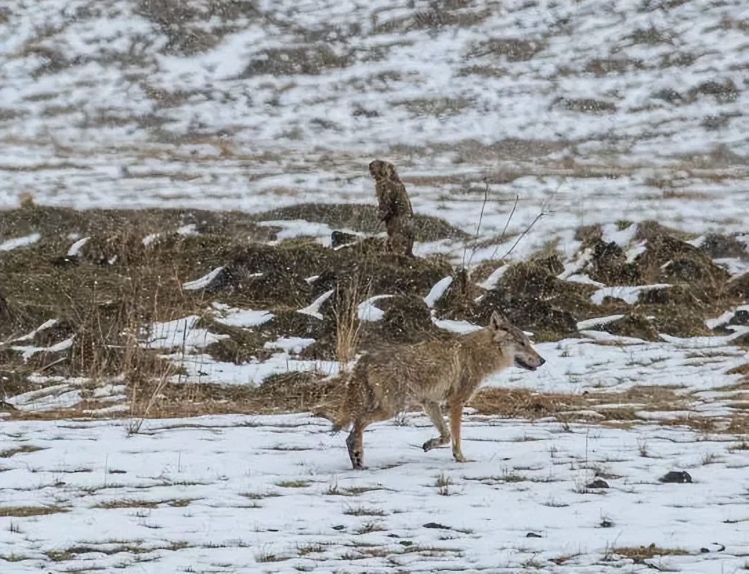 成都画家在草原写生收养狼的故事,成都女青年画家意外收养一只幼狼
