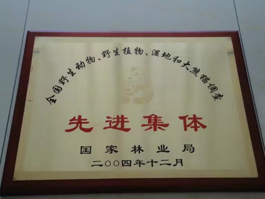 林区往事最新视频,2012年伊春林区往事图片