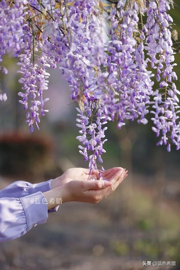 暮春时节紫藤花开,紫藤花开暮春到来