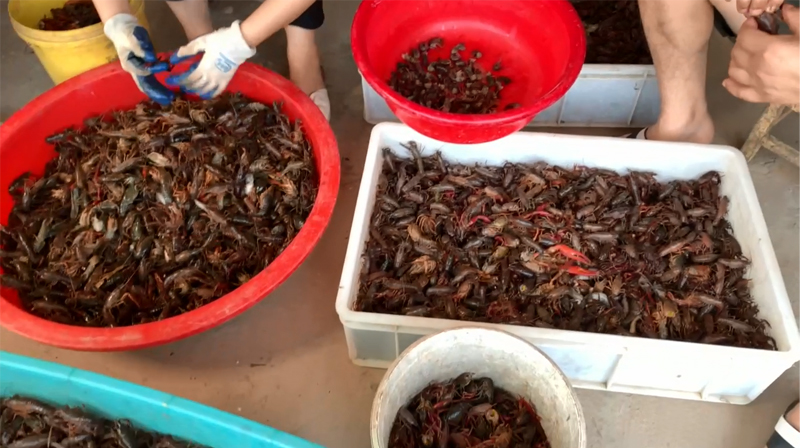 80cm鱼缸造景黄缘闭壳龟造景布局,黄缘闭壳龟450克到550克有多大