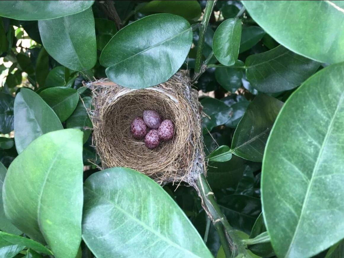 果园防鸟最好方法,果园防鸟出绝招