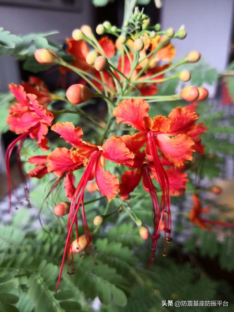 从发芽到开花的乐趣,从种子到果实成熟的感悟