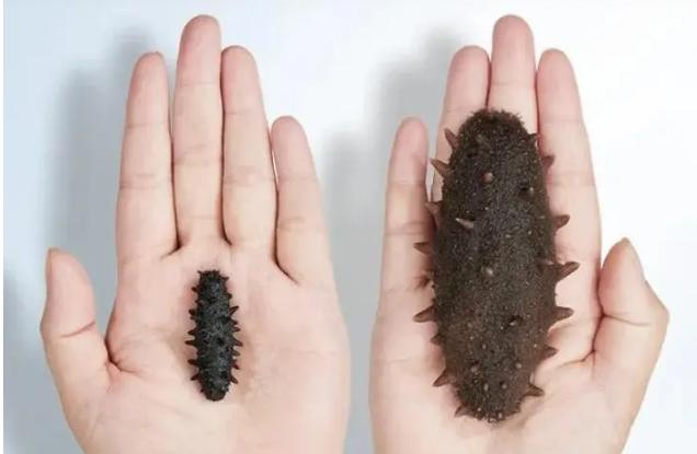 什么品牌海参质量最好最便宜,市场海参最好的是哪种