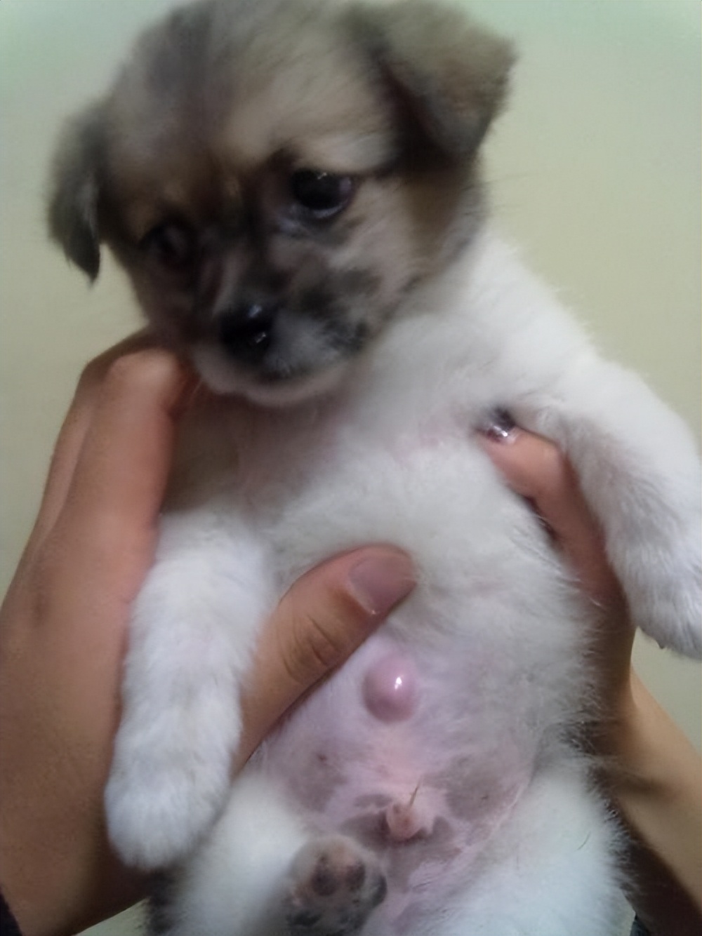 狗狗脐疝每天用手指按压可以吗,狗狗脐疝不是什么大问题吧