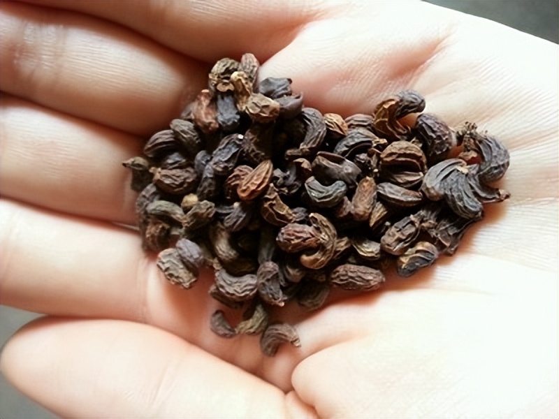 体态偏瘦、气血亏虚多年不孕？送你一个养精种玉汤，搞定不孕