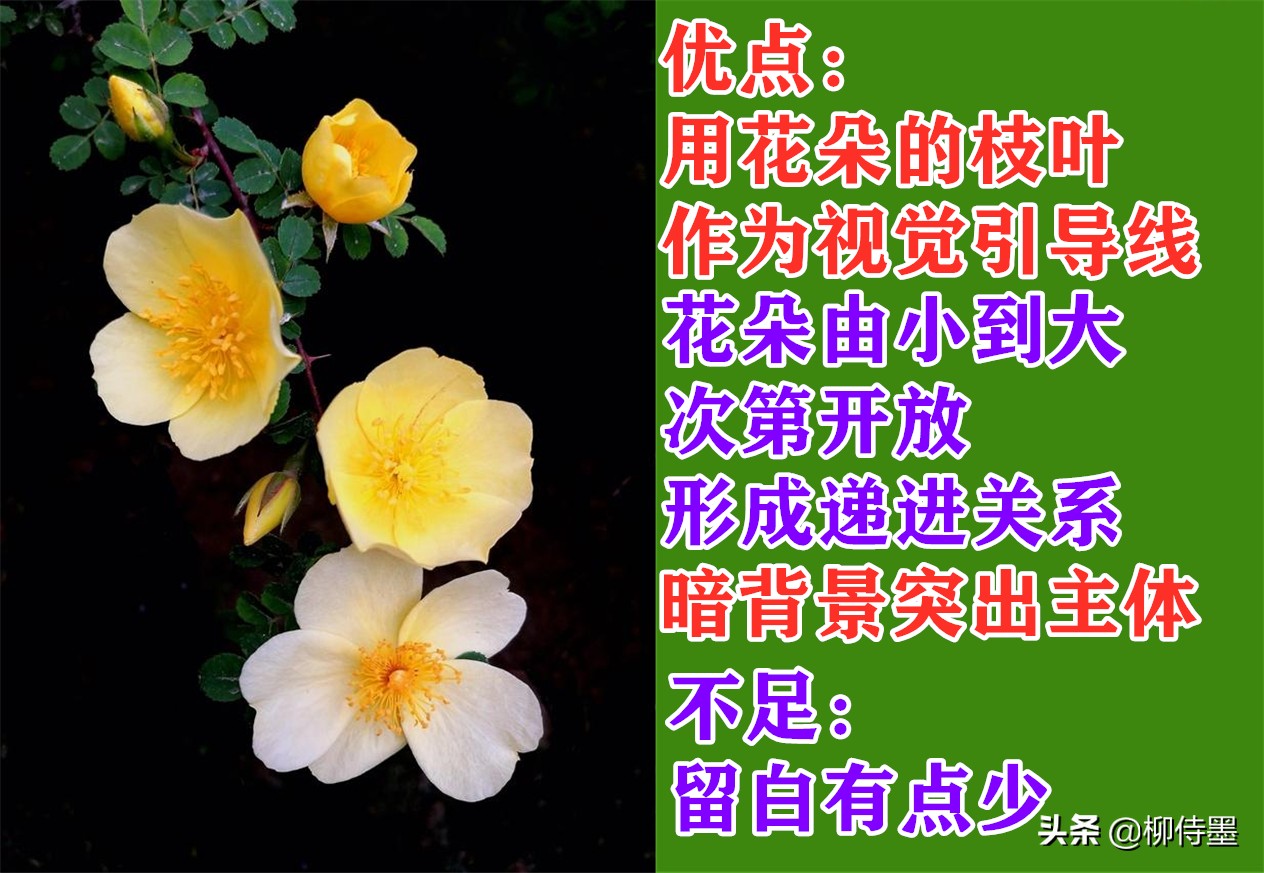 手机拍照片有哪些优点和缺点？3个摄影技巧，助你扬长避短