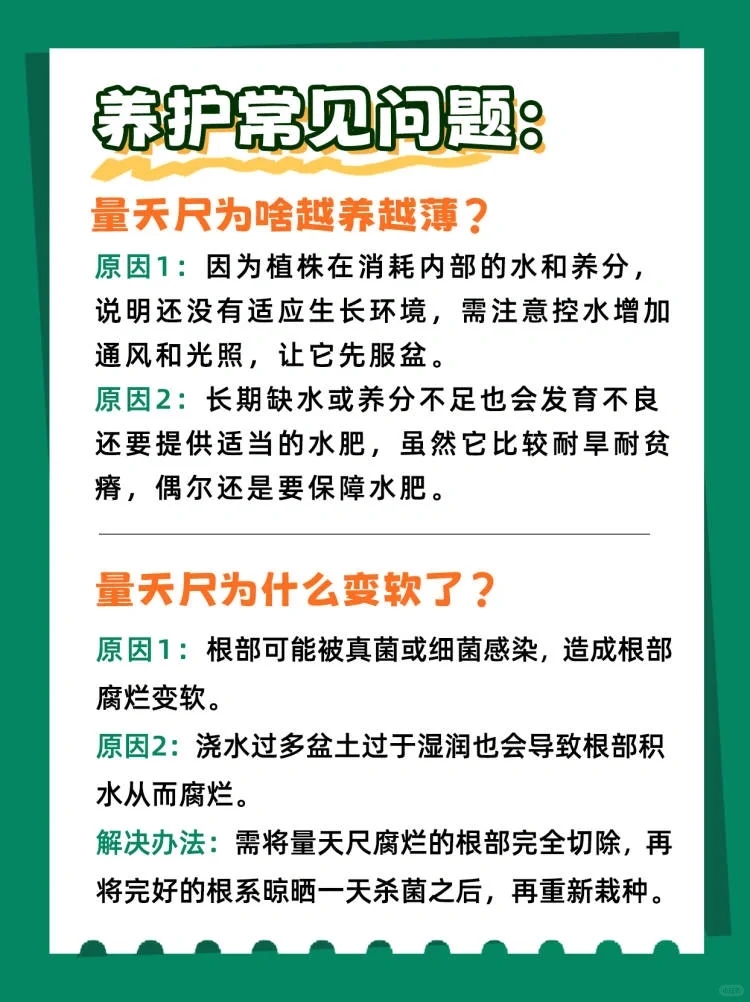 量天尺冬天养护方法,量天尺的寓意及养护
