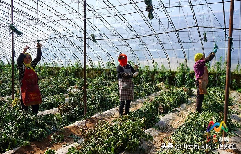 乡村振兴示范村主任,上党区郝家庄乡西下郝村