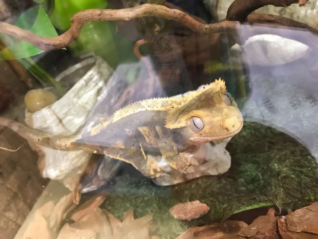 适合孩子室内养的小宠物,适合小空间养的小型宠物