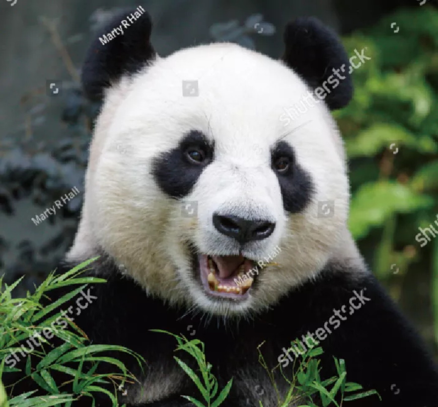 ai制作logo新手教程,ai制作队旗logo教程