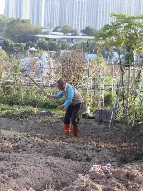 番禺赏花的地方,广州番禺踏春赏花好去处免费