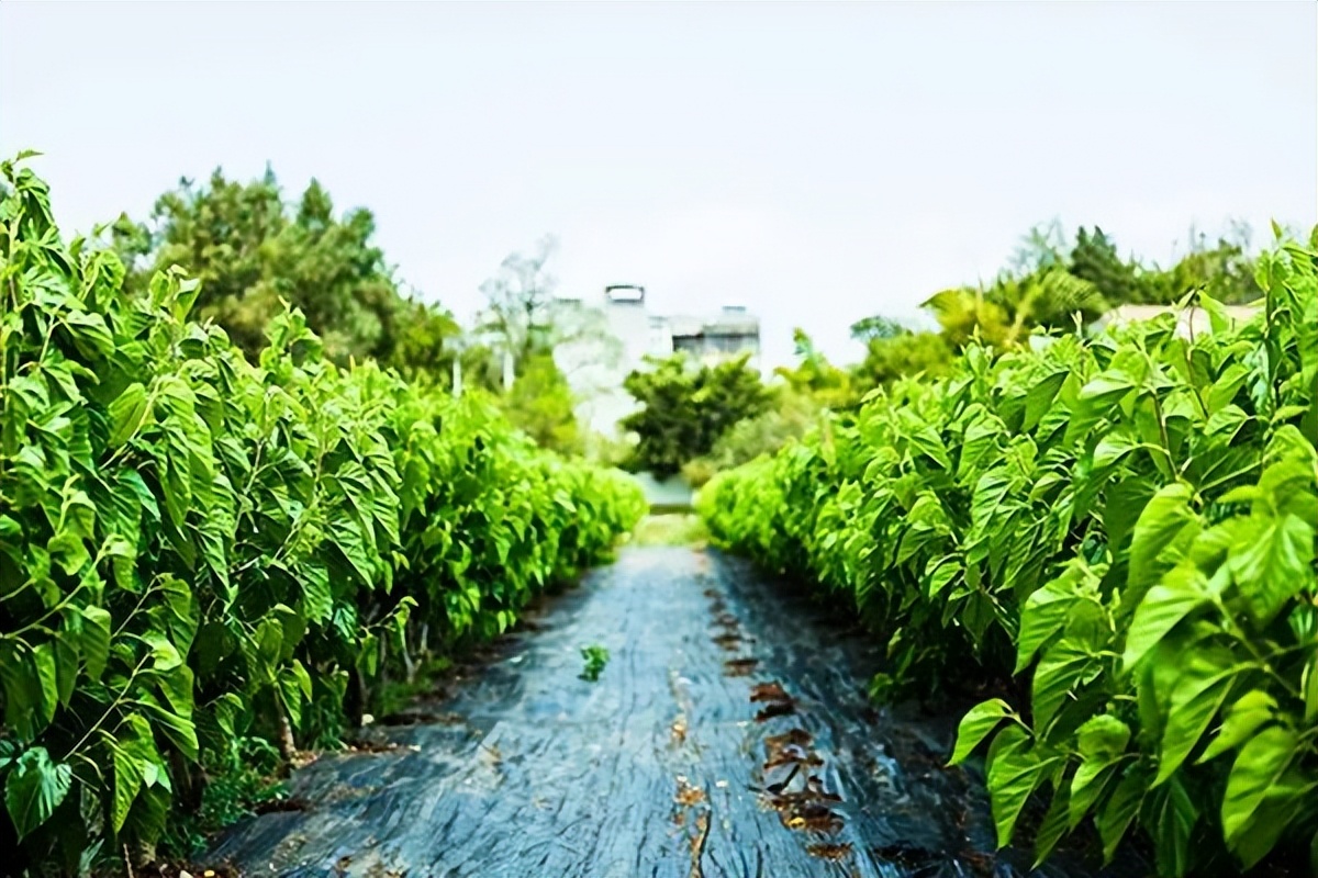 来美丽乡村休闲旅游！云南这3条夏季精品线路获全国推介