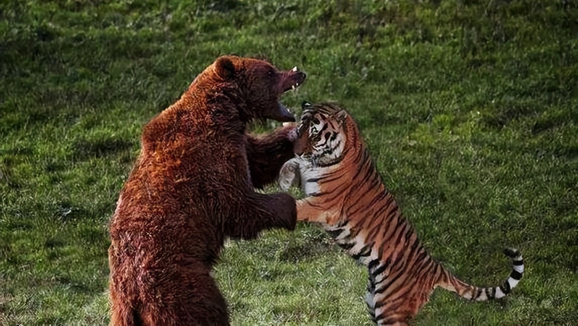 一物降一物疾病的天敌,一物降一物专家