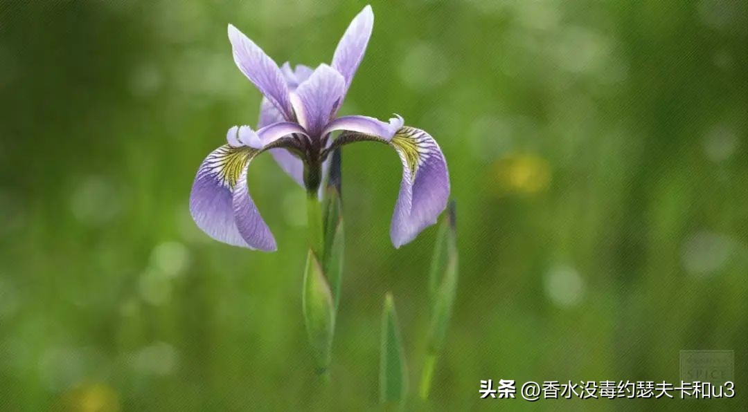 没想到400多的价格让我拥有了2000多的Osang