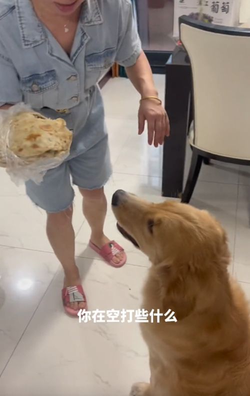 金毛偷吃被打,金毛乱吃被主人责骂表情极度不服