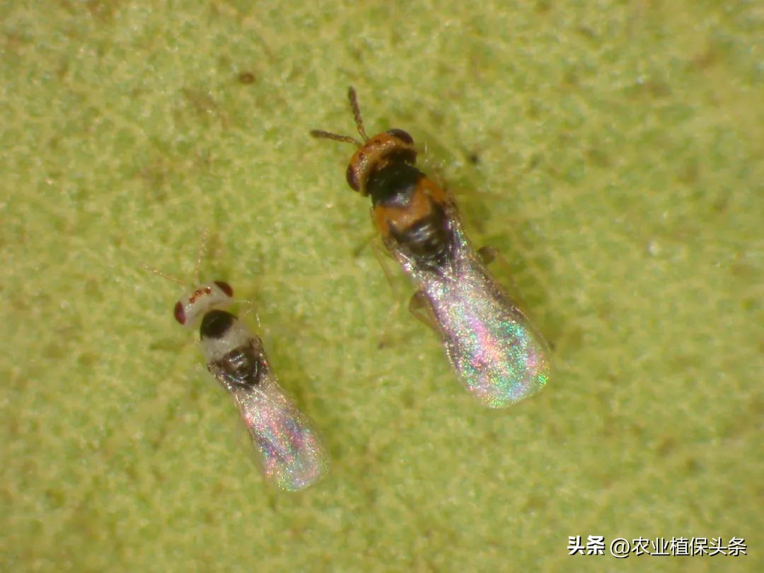 外来入侵物种动物名单,外来物种昆虫有哪些